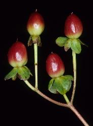 Hypericum ×inodorum fruit.
 © Landcare Research 2010 